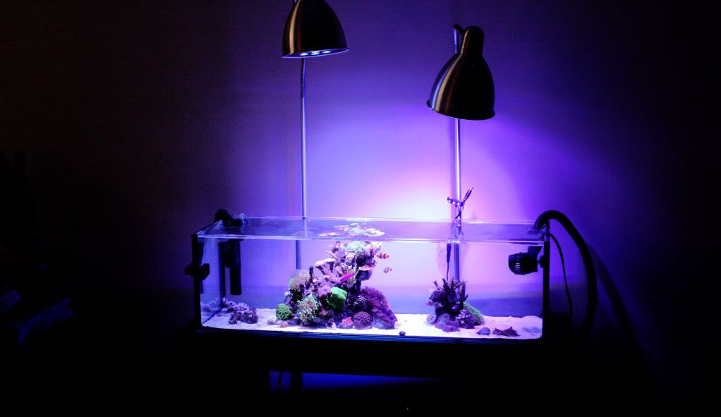 Minimalist Aquascape Opinions Pics Reef Central Online Community