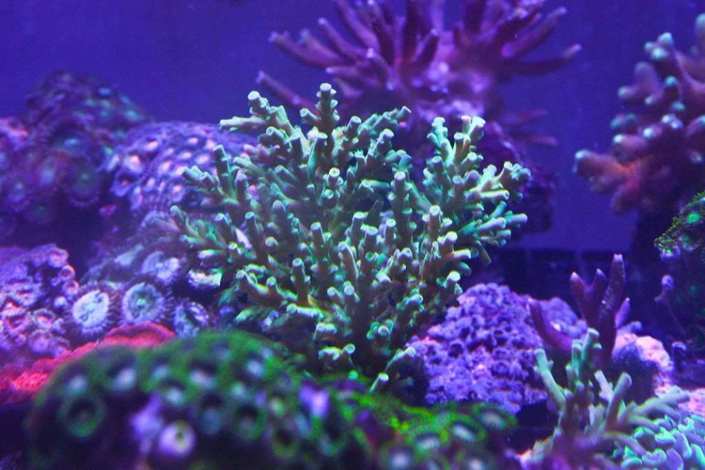 Acropora Awi