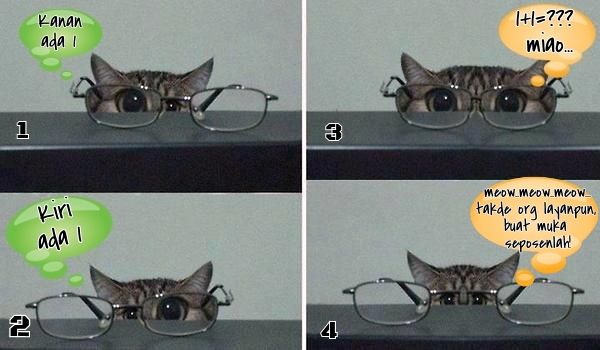 gambar kucing comel lucu photo cermin-mata-kucing