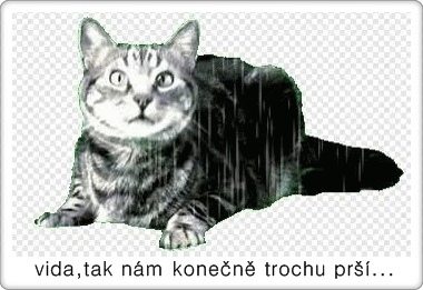 catrain.gif~original