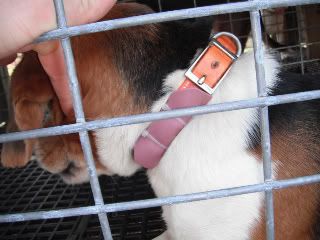 cattle tags for ticks?? - The American Beagler Forum