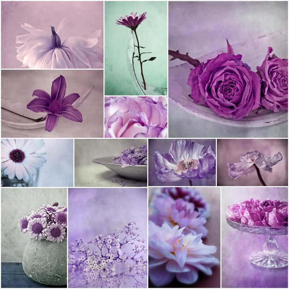 Purple Collage Photo by purpledreamy | Photobucket