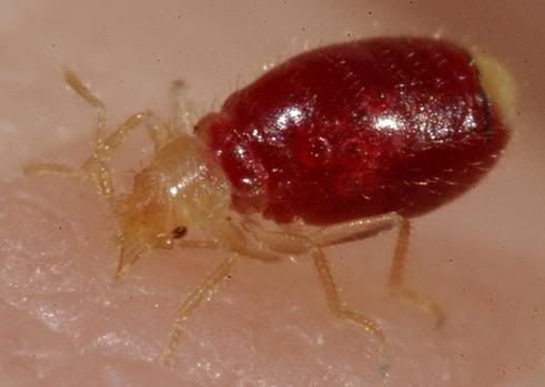 Identify Bed Bug Bites to Treat Them on Time :Jell Stayer Blog