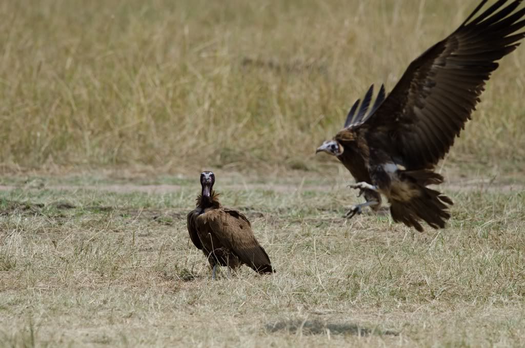 Rupell's Griffon Vultures