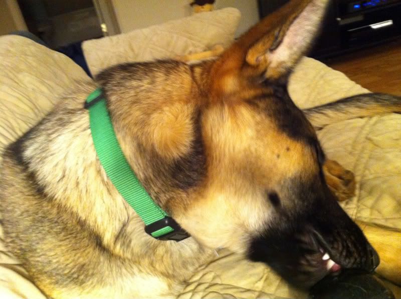 swirls-on-the-neck-german-shepherd-dog-forums