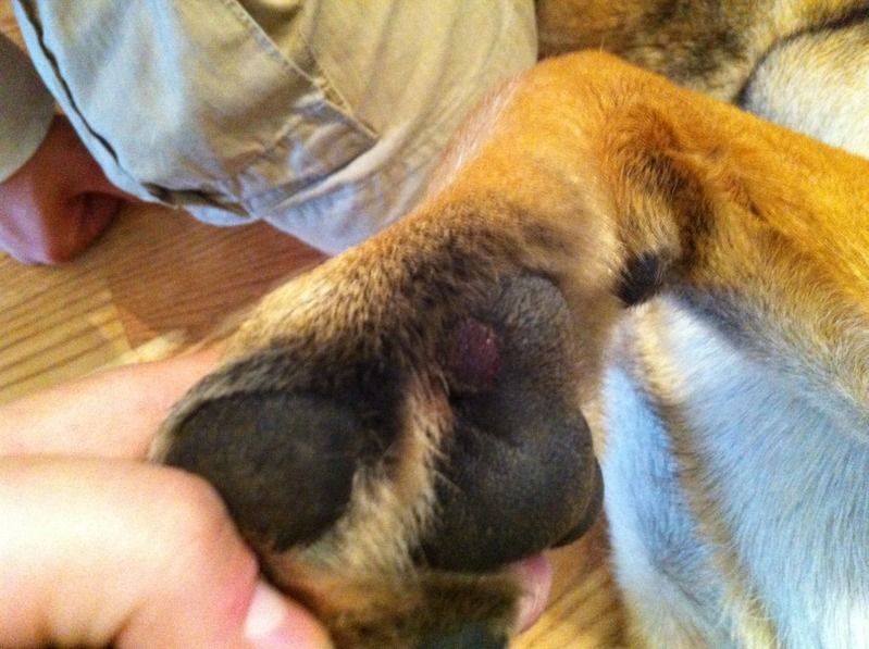 Raw spot on Jack's Paw German Shepherd Dog Forums