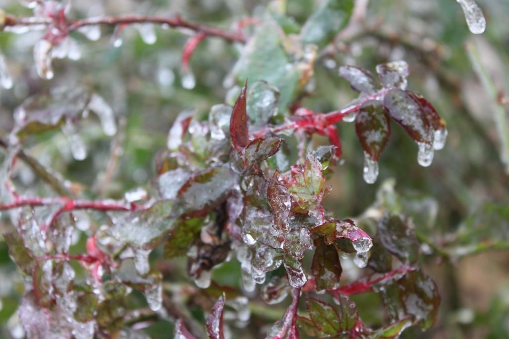 IMAGE: http://i1092.photobucket.com/albums/i419/briley2006/Blizzardof20144_zps9c27ad71.jpg