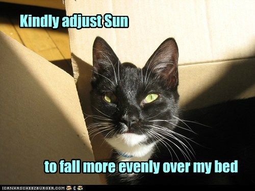 Adjust Sun photo catadjustsun_zps87c2392f.jpg