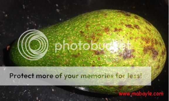  photo avocado1_zpse7ea1552.jpg